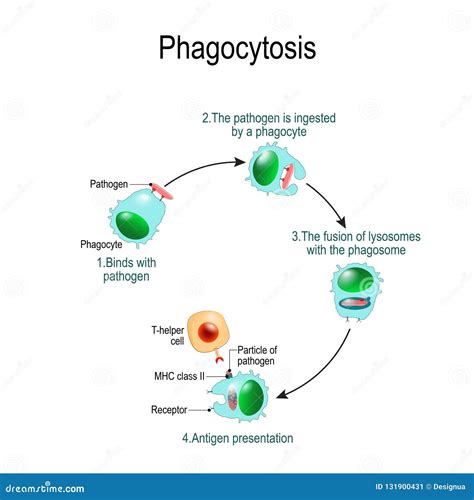 Phagocytosis. Immune System. Vector Diagram for Educational, Biological ...