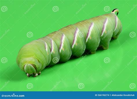 Green Caterpillar Privet Hawk Moth Sphinx Ligustri or Moth Butterfly ...