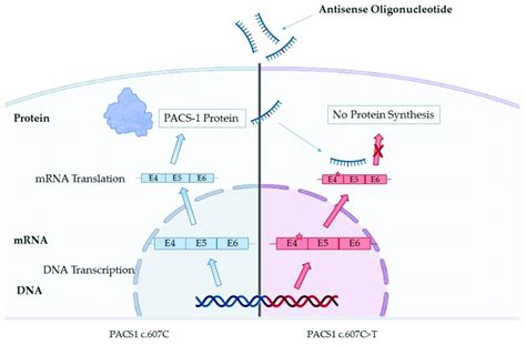 Schematic mechanism of antisense oligonucleotides (ASOs) therapy in ...