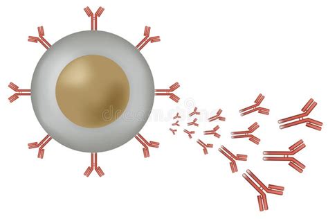 B Cell Lymphocyte Producing Antibodies Stock Vector - Illustration of ...