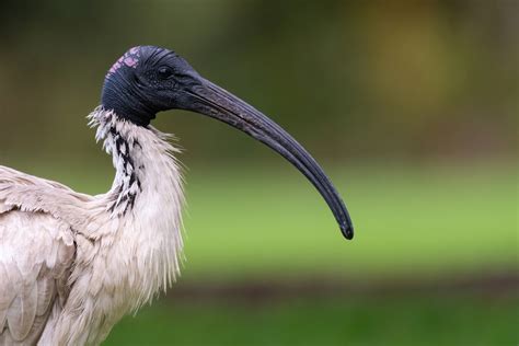 Fact File: Australian white ibis (Threskiornis molucca) - Australian ...