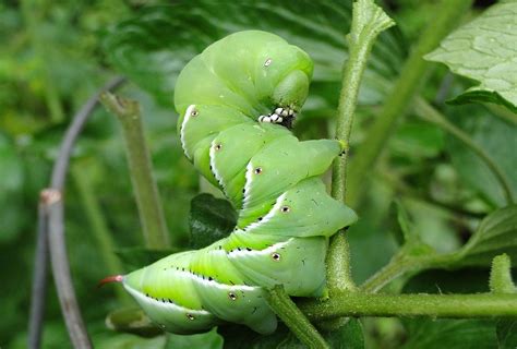 11 Natural Ways to Get Rid of Caterpillars on Plants - Dre Campbell Farm