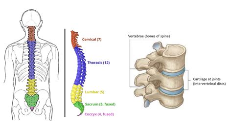 Back pain - Understanding, Awareness Causes, Care and Treatment