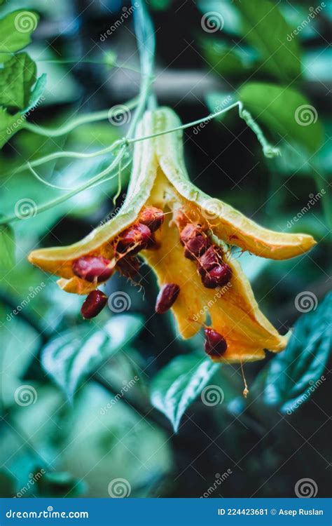 Pare Vegetable from Indonesian Stock Image - Image of trees, pare ...