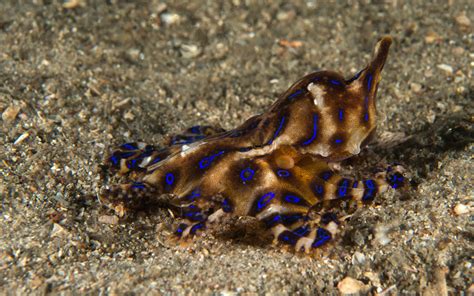 Baby Blue Ringed Octopus