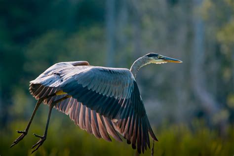 Great Blue Heron in Flight | cre8foru2009 | Flickr