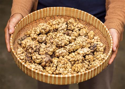 Civet Coffee: All About Kopi Luwak Coffee (and the cat that poops it ...