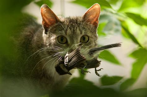 A Cat-Eat-Bird World | Tufts Now