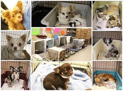 BARCS Takes in 53 Chihuahuas from one Home