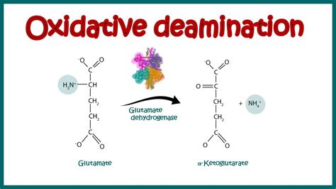 Oxidative Deamination | Oxidative and non-oxidative deamination | amino ...