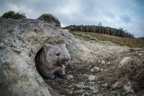 Wombat Emerging From Burrow | Wombat, Marsupial, Animals