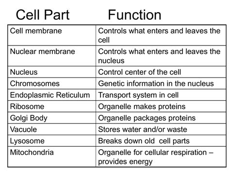 Cell Membrane In Plant Cell Definition