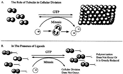 Role of Tubulin in Cell Division and Interaction with Tubulin Ligands ...