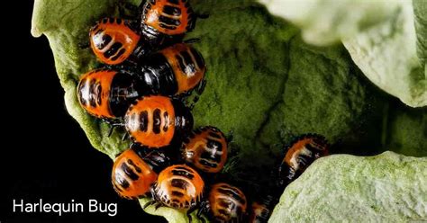 How To Get Rid Of Harlequin Beetles - Bathmost9