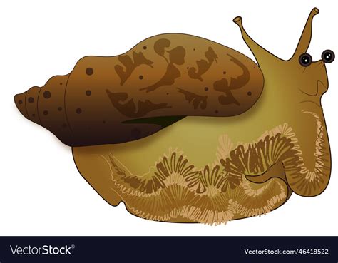 Snail Royalty Free Vector Image - VectorStock