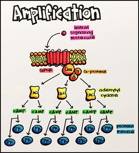 12. Introduction to Signal Transduction – Principles of Pharmacology ...