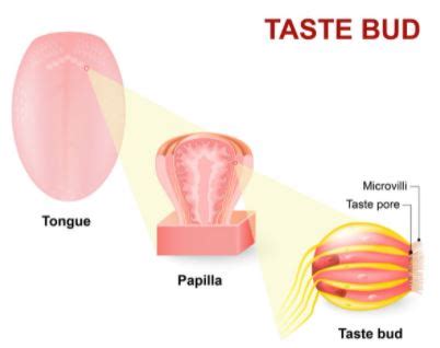 What Causes Swollen Taste Buds?