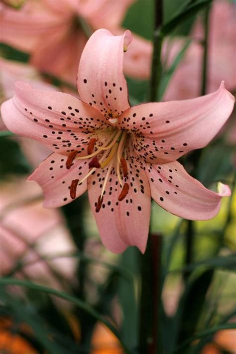 Tall Garden Lilium - Tiger Lily Pink from Growing Colors