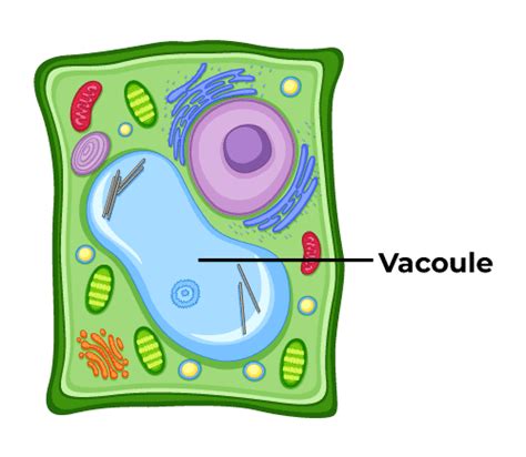 What are Vacuoles? - Definition, Structure, and Functions