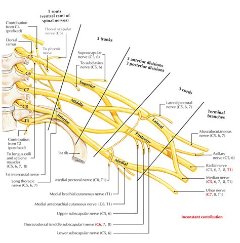 Brachial Plexus Injury Australia BPI image Pnf t