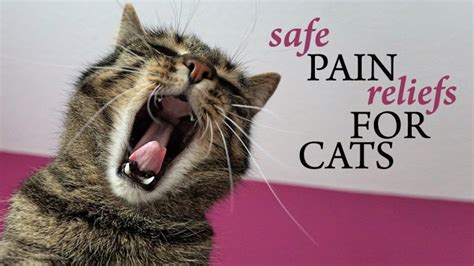 Pain Relief For Cats - Catological