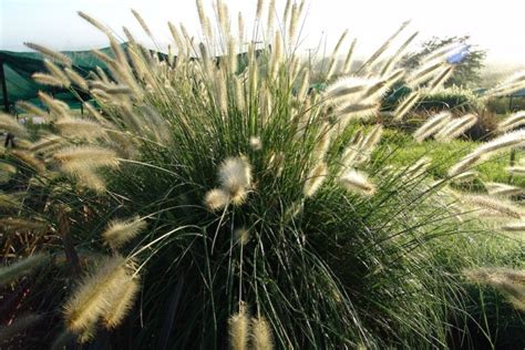 The Guide to Native Australian Ornamental Grasses