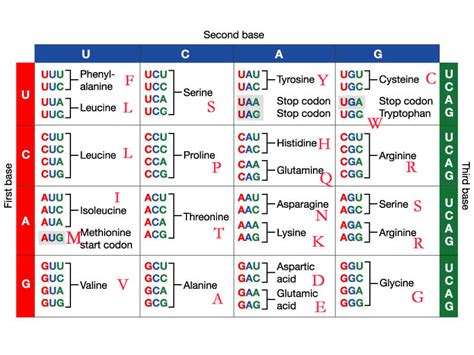 Steps on how to read the codon chart - www.geneticsmadeeasy