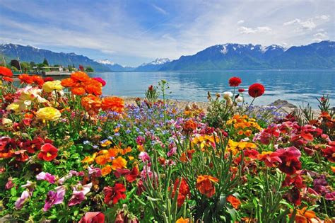 Flowers In Swiss Alps Royalty Free Stock Images - Image: 31980119