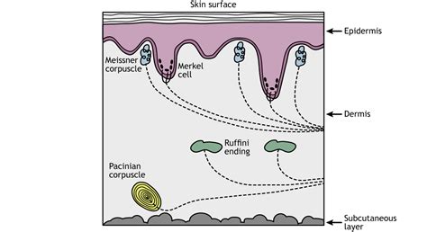 Somatosensory: Skin – Foundations of Neuroscience