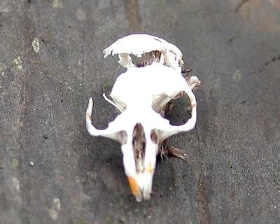 Squirrel skull | C U R I O S I T I E S | Pinterest