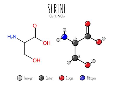 Premium Vector | Serine amino acid representation