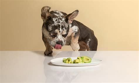 Can Dogs Eat Avocado? | BeChewy