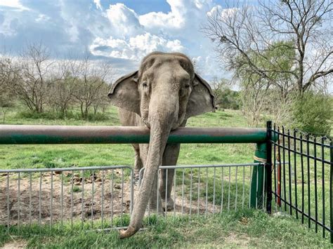 Weekend at the Oklahoma Elephant Sanctuary | That Texas Couple