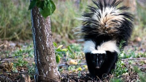 Skunk Fact Sheet | Blog | Nature | PBS