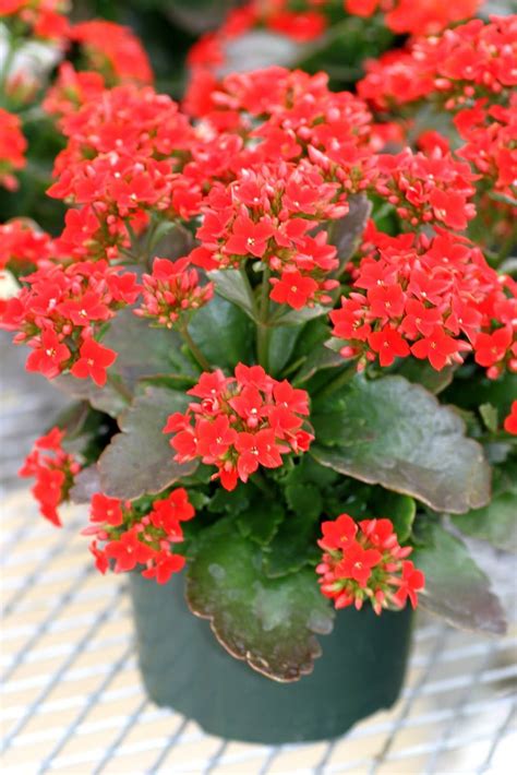 Kalanchoe- flowering succulent | Garden | Pinterest | Flowering ...