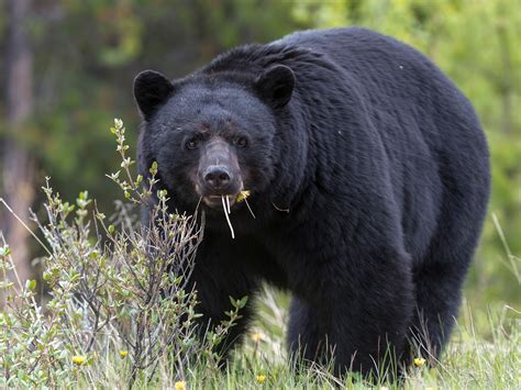 Orphaned "Moon Bear" Cubs "Mothered" by Scientists