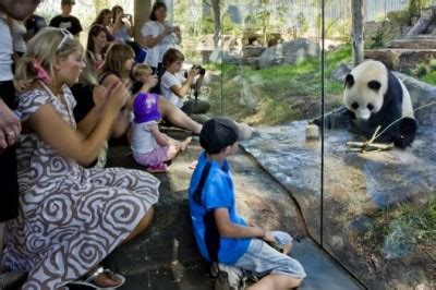 Adelaide Zoo's Pandas boost visitors - Australasian Leisure Management