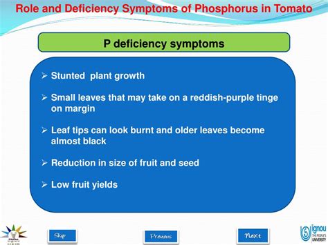 PPT - Role and Deficiency Symptoms of Phosphorus in Tomato PowerPoint ...