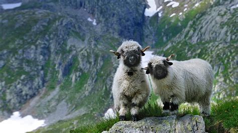 Valais Blacknose sheep in Valais, Switzerland | Peapix