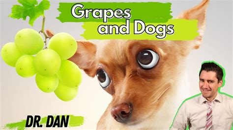 Are grapes and raisins poisonous for dogs? Dr. Dan talks symptoms and ...