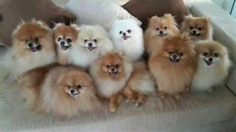 Pomeranian Dog Breed Information, Images, Characteristics, Health