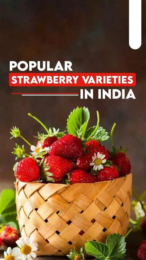 5 Best Strawberry Varieties: Types of Strawberry Plants