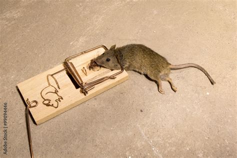 Trapped mouse in a spring-loaded mouse trap. Stock Photo | Adobe Stock