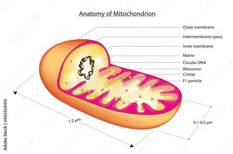 Biological illustration of 3D mitochondria Stock Vector | Adobe Stock