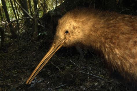 Save the Baby Kiwi Birds! - Earth.com - Earthpedia