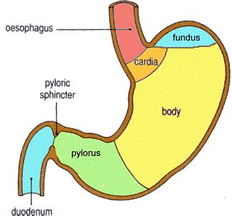 Anatomy