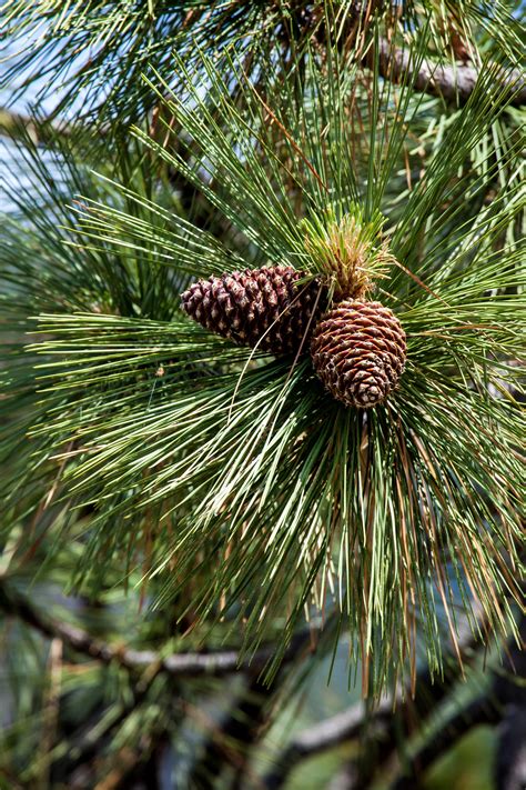 Free stock photo of cones, fir tree, pine cone