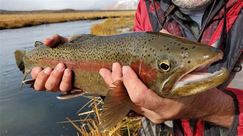 Mammoth Lakes and Bishop Fishing Reports - Sierra Trout Magnet Fly ...