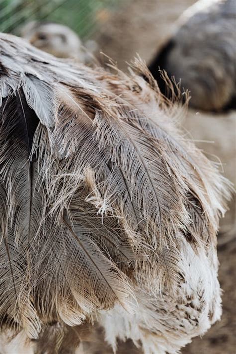 Close-Up Photo of Ostrich Feathers · Free Stock Photo