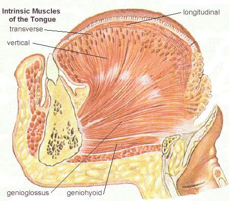 HUMAN MUSCULAR SYSTEM: Intrinsic muscles of tongue